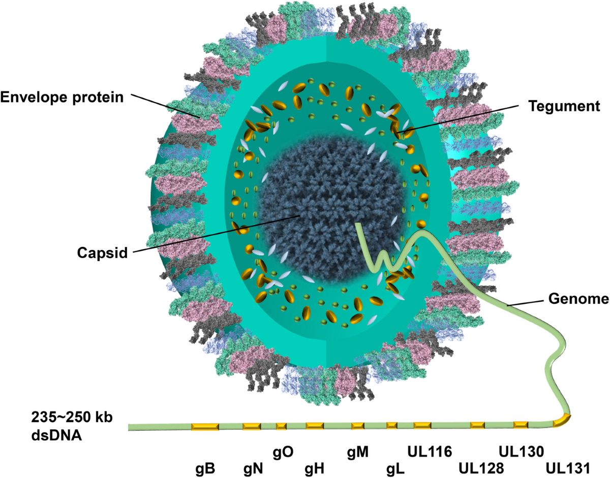 Labeled structure of a cytomegalovirus virion showing envelope proteins, tegument, capsid, and double-stranded DNA genome