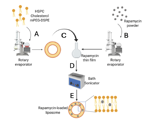 Workflow for preparing rapamycin-loaded liposomes using thin-film formation and bath sonication